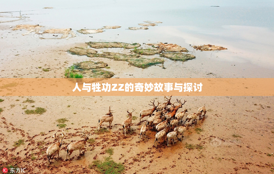 人与牲功ZZ的奇妙故事与探讨