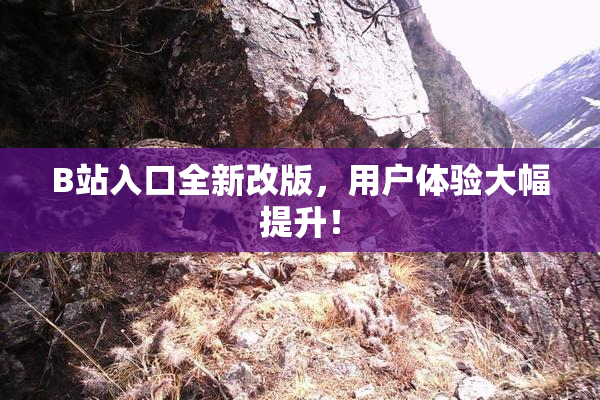 B站入口全新改版，用户体验大幅提升！