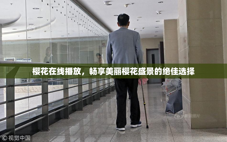 樱花在线播放，畅享美丽樱花盛景的绝佳选择