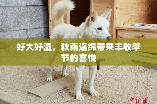 好大好湿，秋雨连绵带来丰收季节的喜悦
