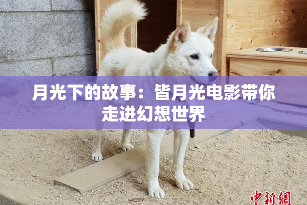 月光下的故事：皆月光电影带你走进幻想世界