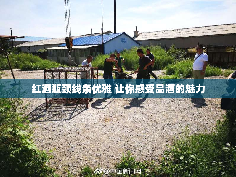 红酒瓶颈线条优雅 让你感受品酒的魅力