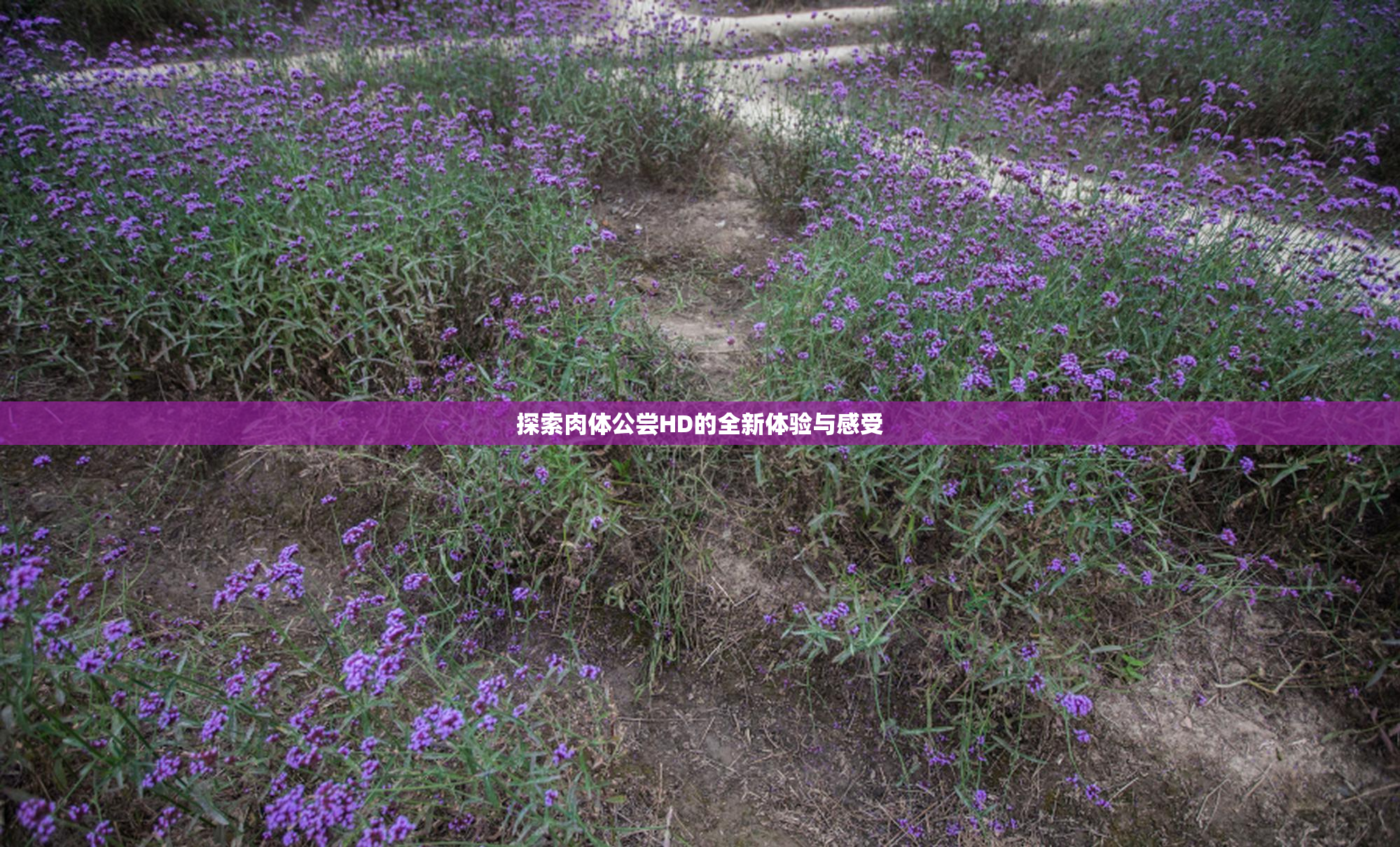 探索肉体公尝HD的全新体验与感受