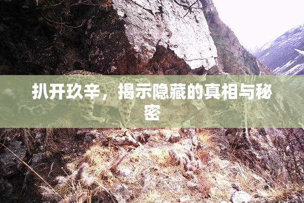 扒开玖辛，揭示隐藏的真相与秘密