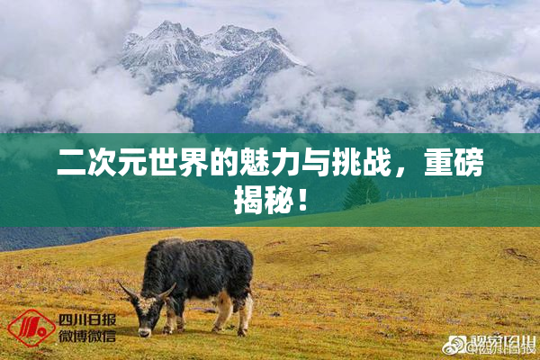 二次元世界的魅力与挑战，重磅揭秘！