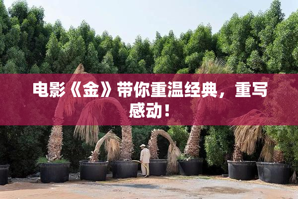 电影《金》带你重温经典，重写感动！