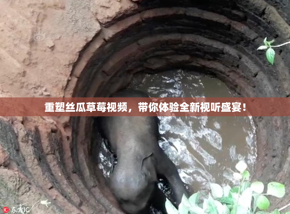 重塑丝瓜草莓视频，带你体验全新视听盛宴！