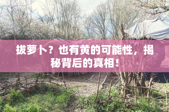拔萝卜？也有黄的可能性，揭秘背后的真相！
