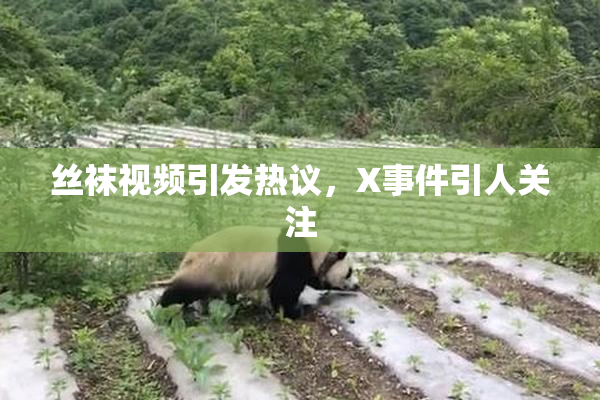 丝袜视频引发热议，X事件引人关注