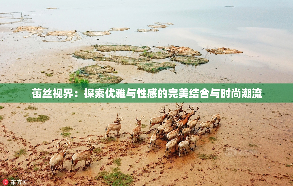蕾丝视界：探索优雅与性感的完美结合与时尚潮流