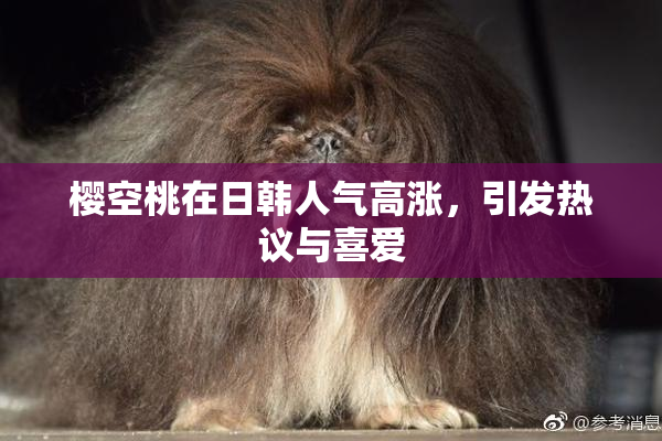 樱空桃在日韩人气高涨，引发热议与喜爱