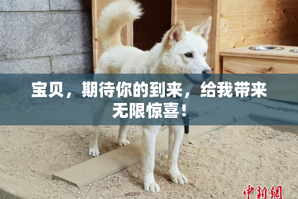 宝贝，期待你的到来，给我带来无限惊喜！