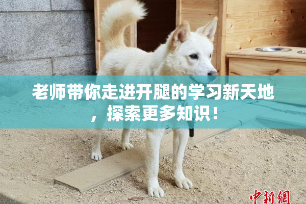老师带你走进开腿的学习新天地，探索更多知识！