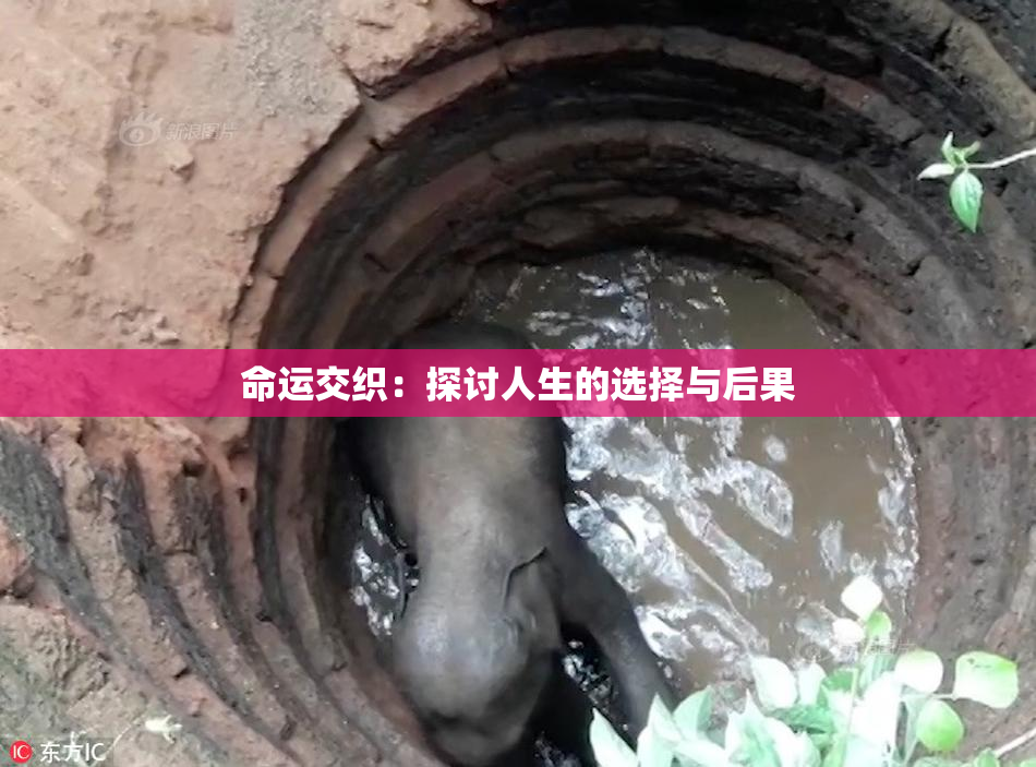 命运交织：探讨人生的选择与后果