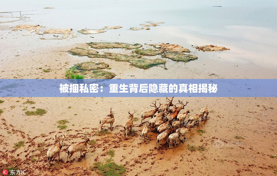 被捆私密：重生背后隐藏的真相揭秘