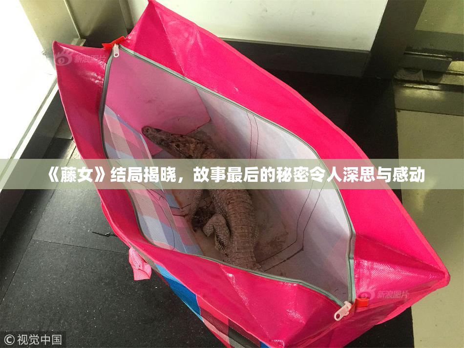 《藤女》结局揭晓，故事最后的秘密令人深思与感动