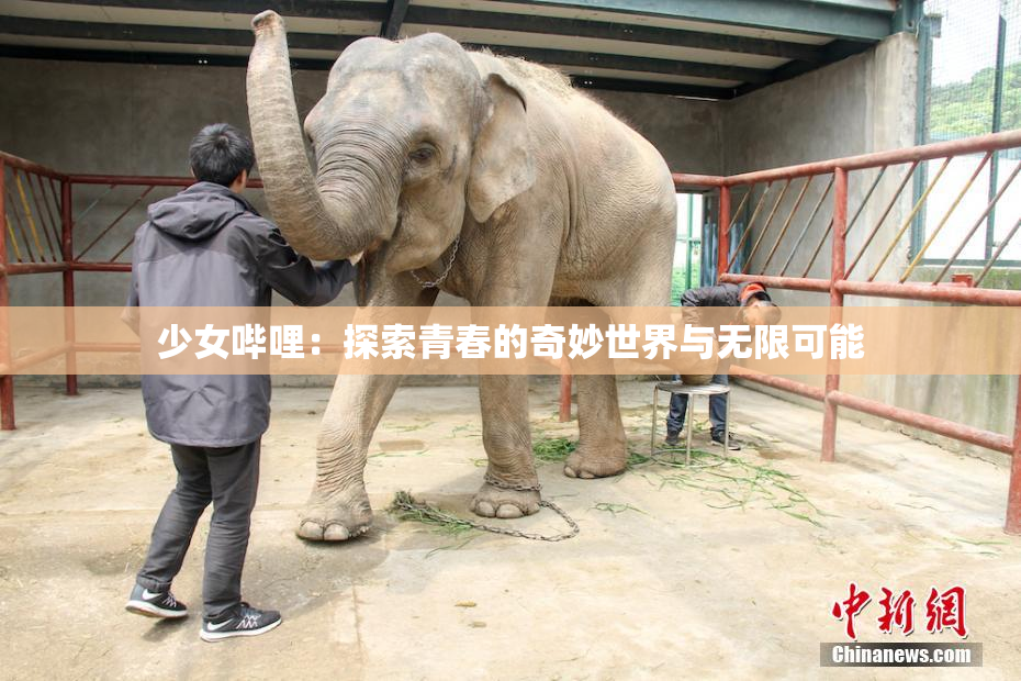 少女哔哩：探索青春的奇妙世界与无限可能