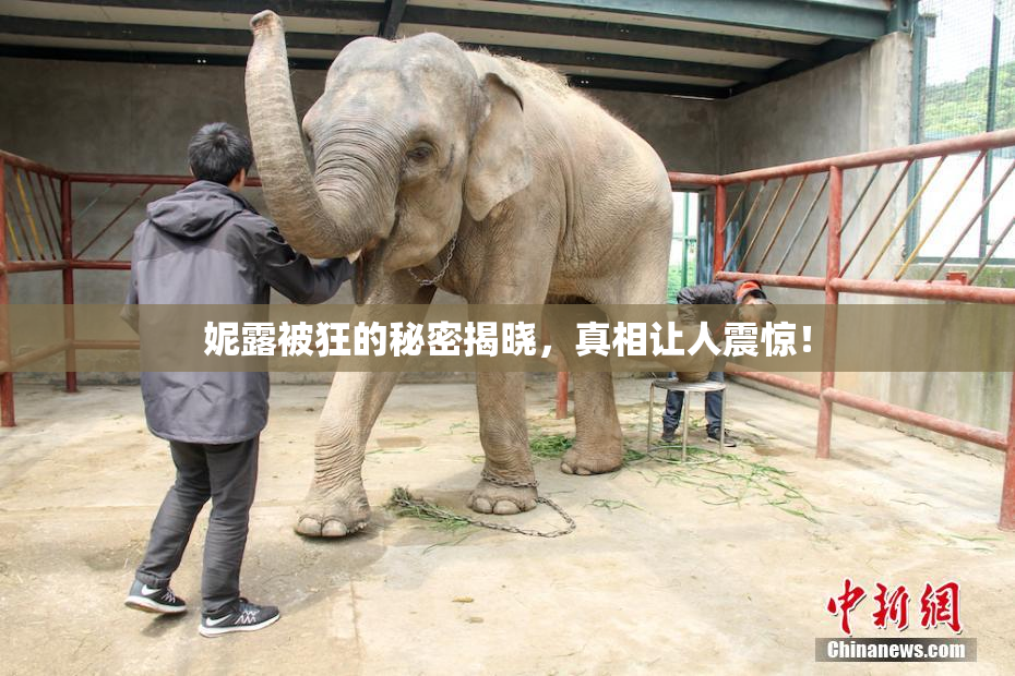妮露被狂的秘密揭晓，真相让人震惊！