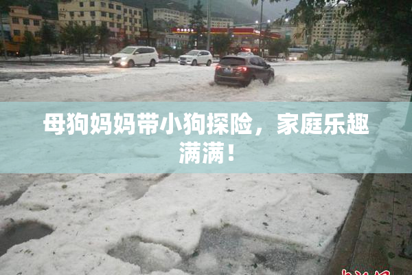 母狗妈妈带小狗探险，家庭乐趣满满！