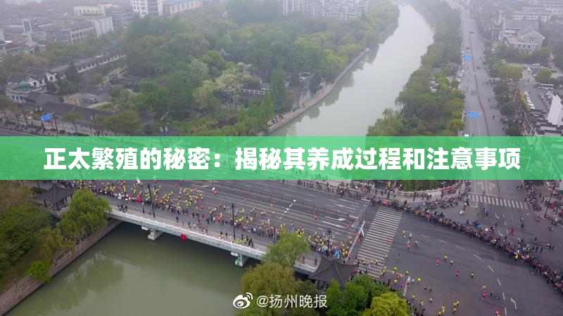 正太繁殖的秘密：揭秘其养成过程和注意事项