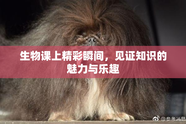 生物课上精彩瞬间，见证知识的魅力与乐趣