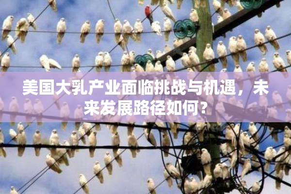 美国大乳产业面临挑战与机遇，未来发展路径如何？