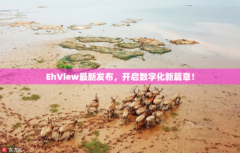 EhView最新发布，开启数字化新篇章！