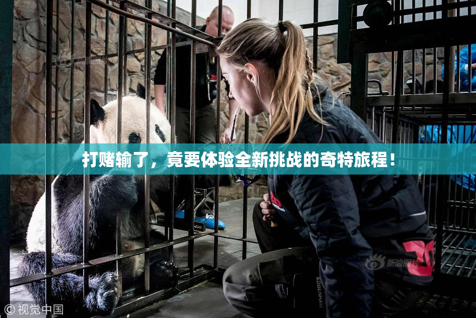 打赌输了，竟要体验全新挑战的奇特旅程！
