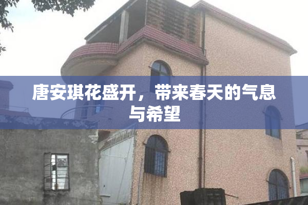 唐安琪花盛开，带来春天的气息与希望