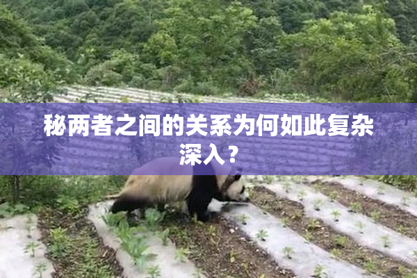 秘两者之间的关系为何如此复杂深入？