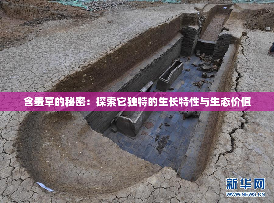 含羞草的秘密：探索它独特的生长特性与生态价值