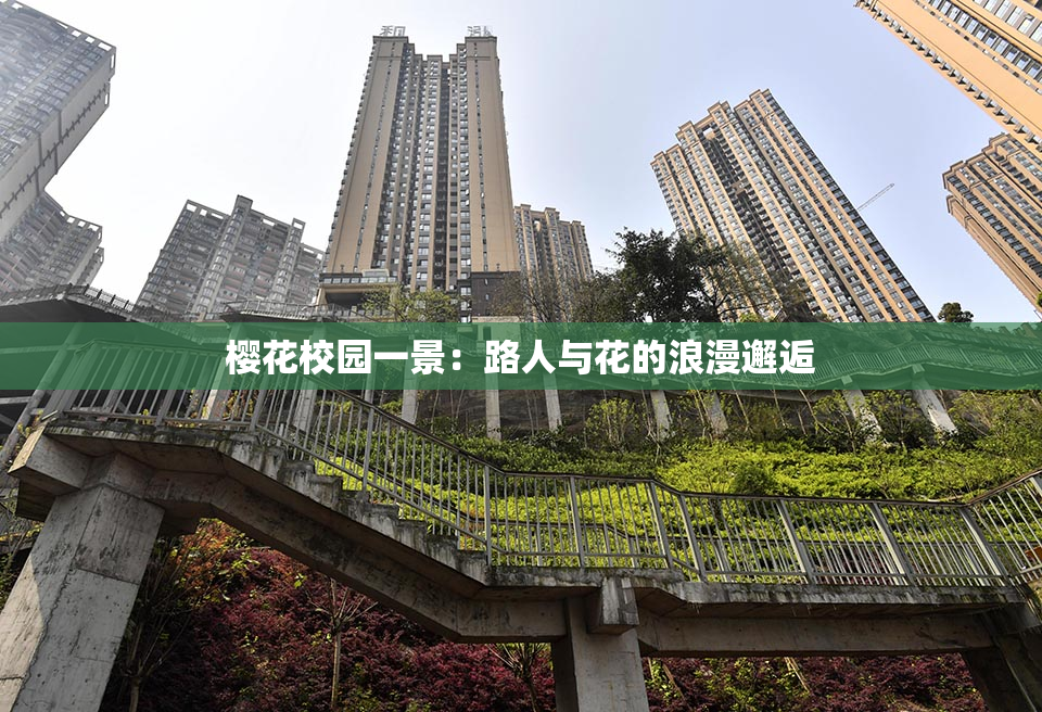 樱花校园一景：路人与花的浪漫邂逅