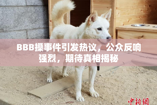 BBB搡事件引发热议，公众反响强烈，期待真相揭秘