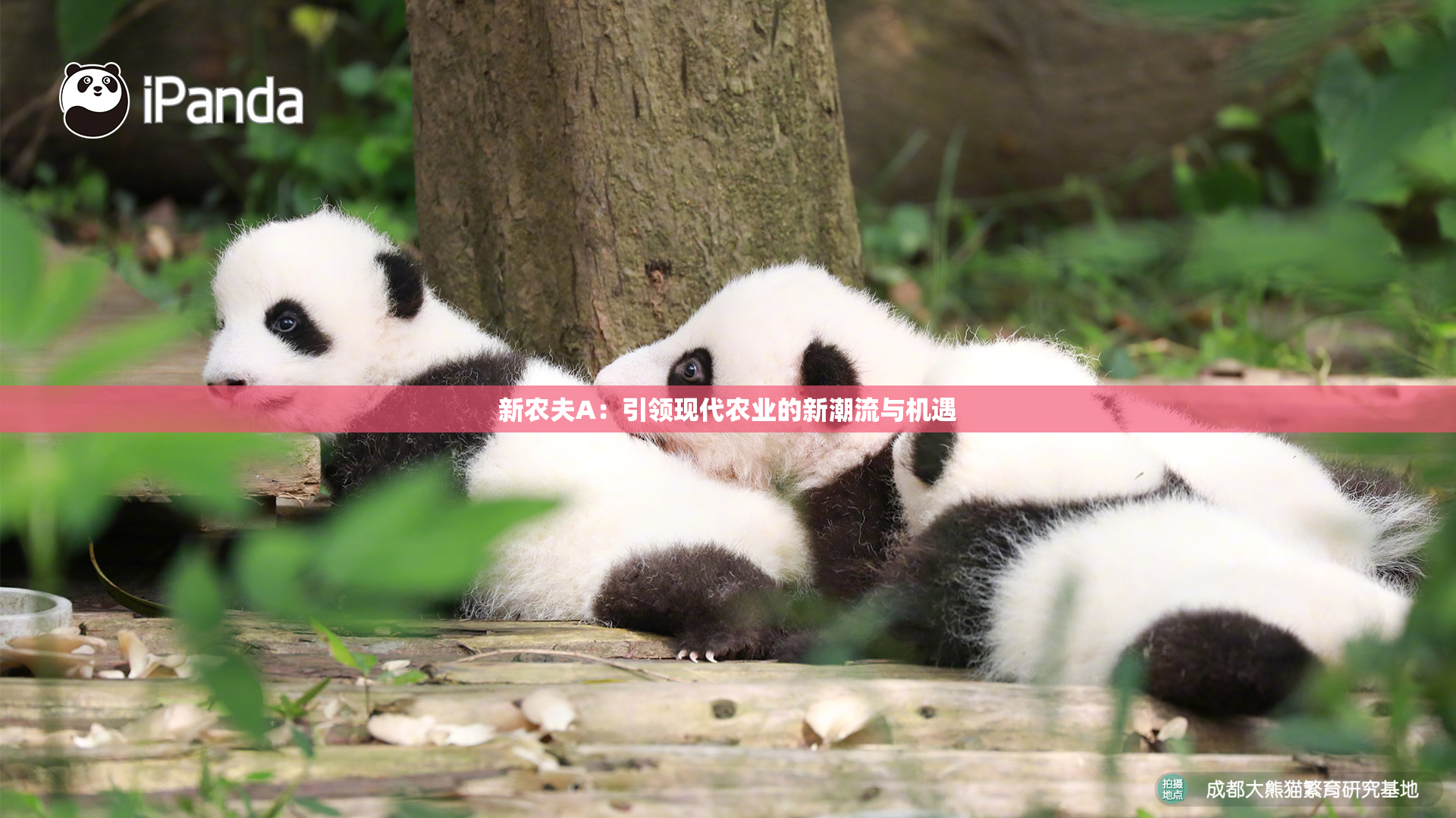 新农夫A：引领现代农业的新潮流与机遇