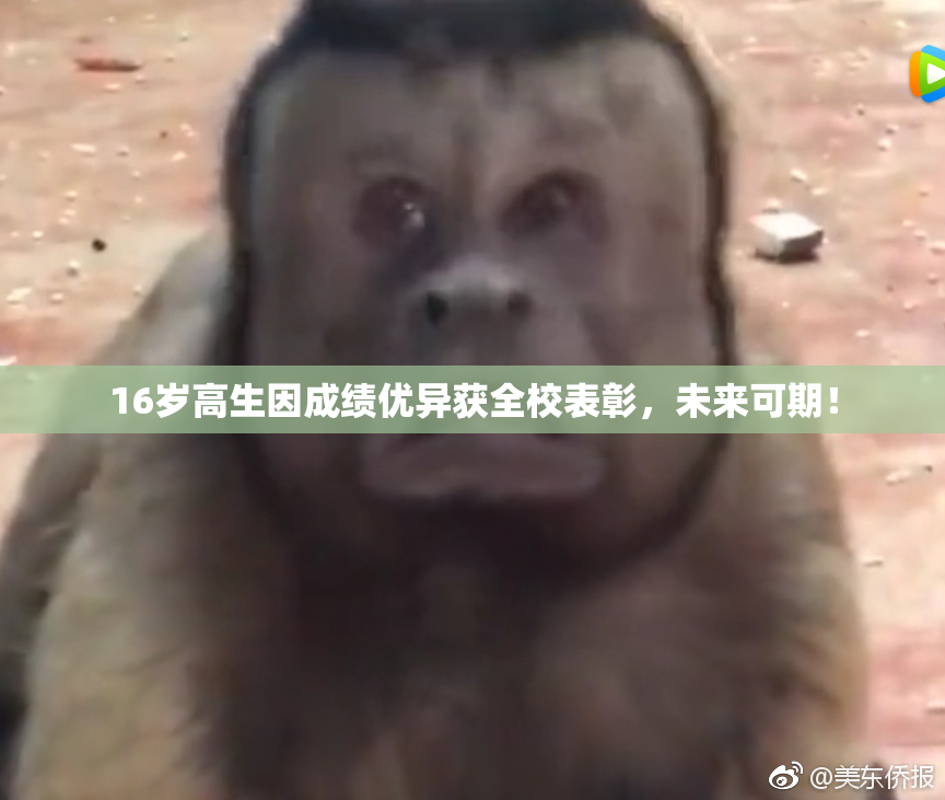 16岁高生因成绩优异获全校表彰，未来可期！