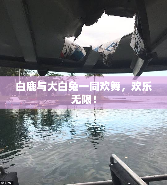 白鹿与大白兔一同欢舞，欢乐无限！