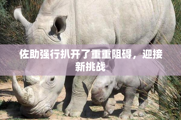 佐助强行扒开了重重阻碍，迎接新挑战