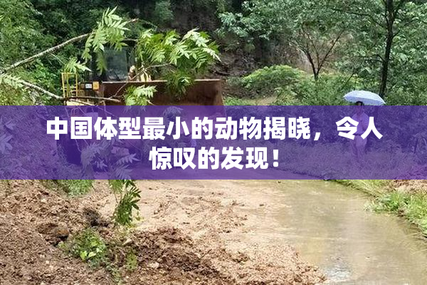 中国体型最小的动物揭晓，令人惊叹的发现！
