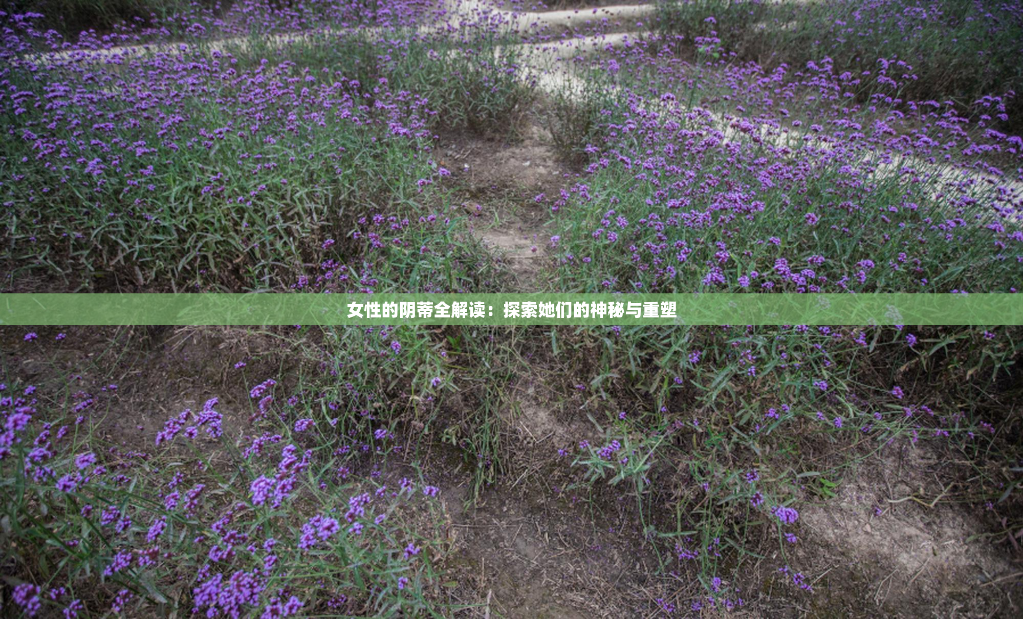 女性的阴蒂全解读：探索她们的神秘与重塑