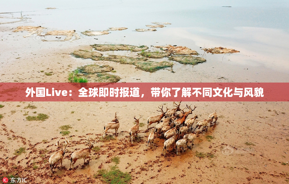 外国Live：全球即时报道，带你了解不同文化与风貌