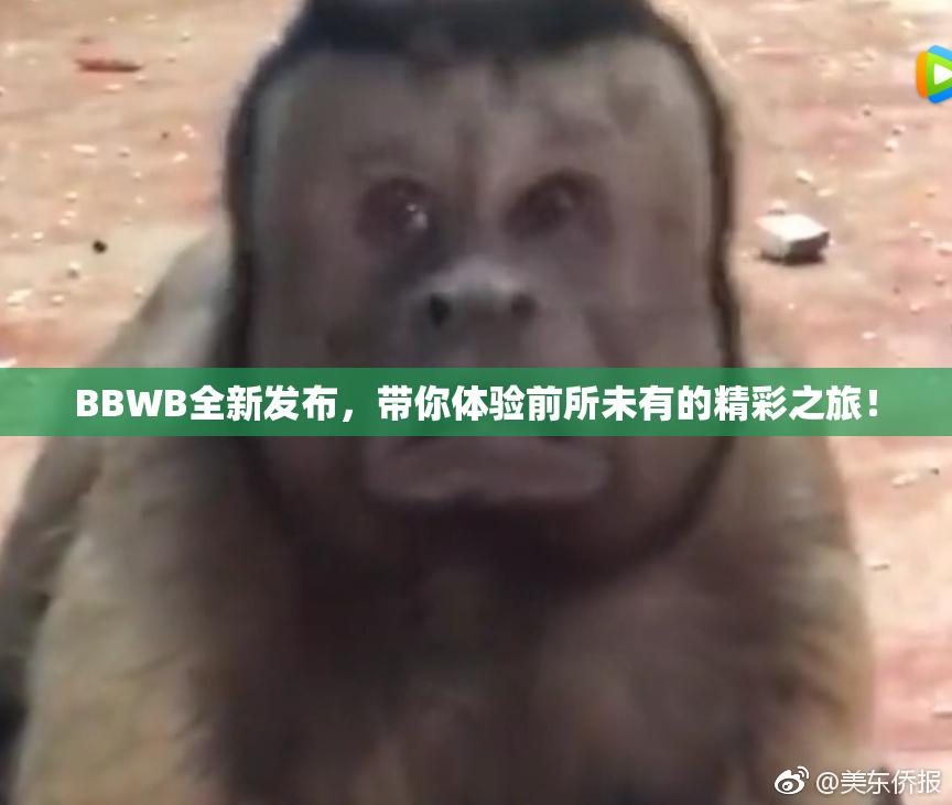 BBWB全新发布，带你体验前所未有的精彩之旅！