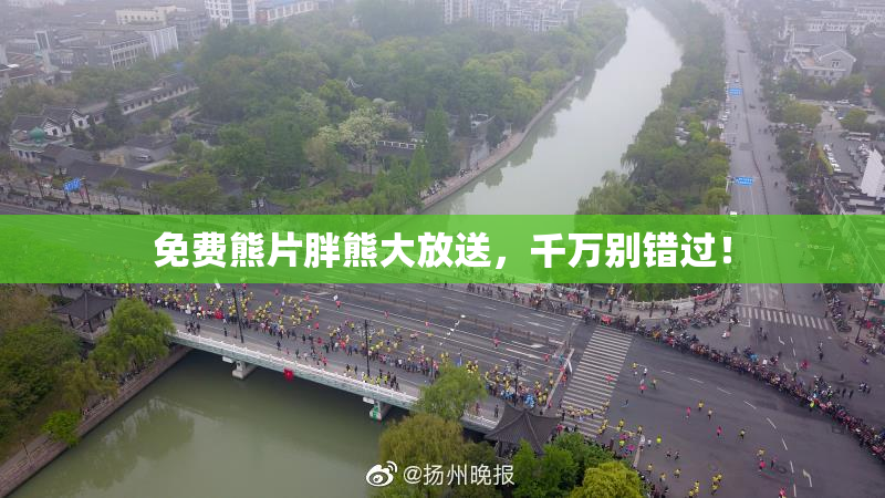 免费熊片胖熊大放送，千万别错过！