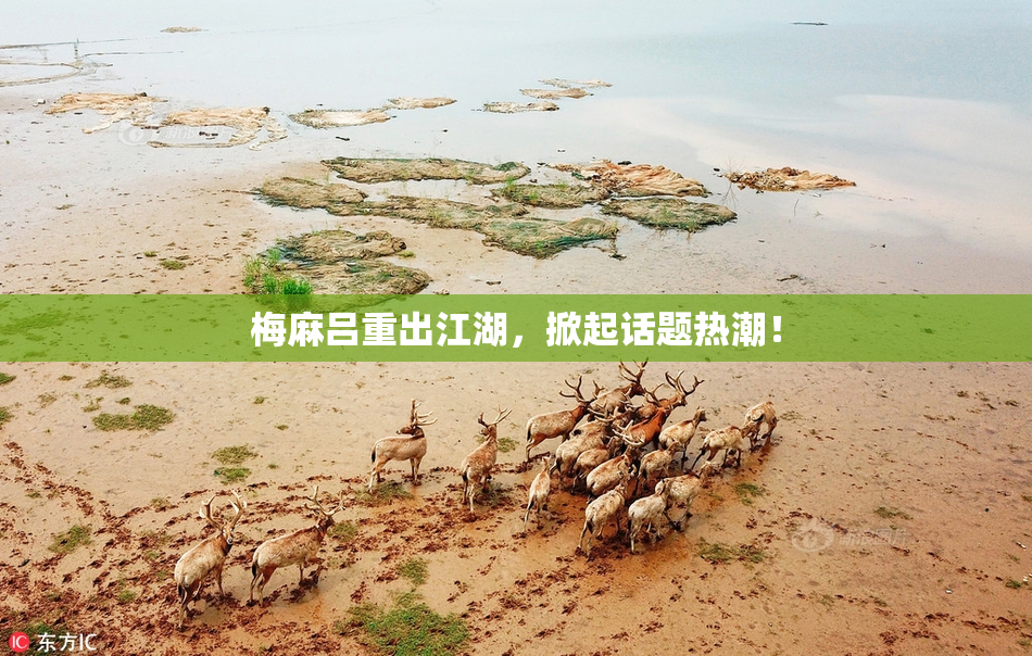 梅麻吕重出江湖，掀起话题热潮！