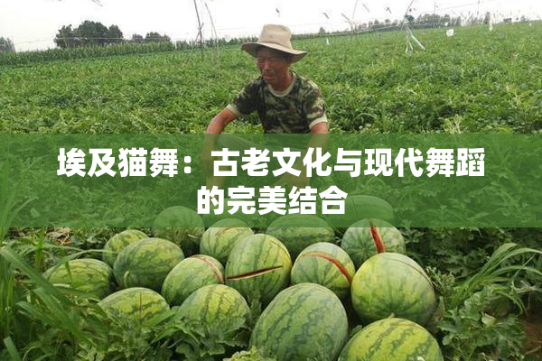 埃及猫舞：古老文化与现代舞蹈的完美结合