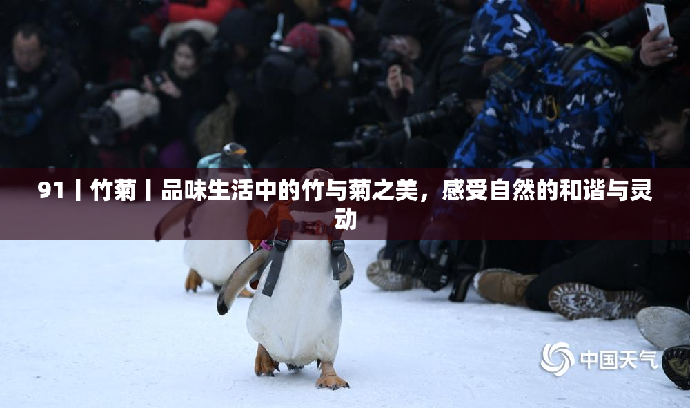 91丨竹菊丨品味生活中的竹与菊之美，感受自然的和谐与灵动