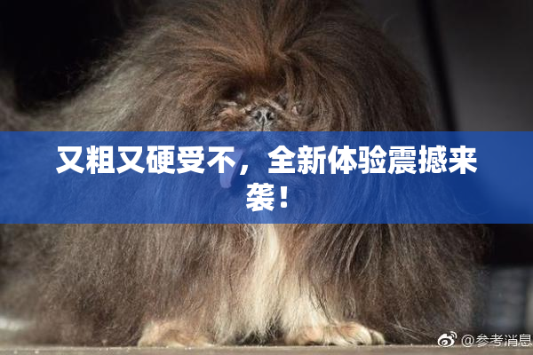 又粗又硬受不，全新体验震撼来袭！