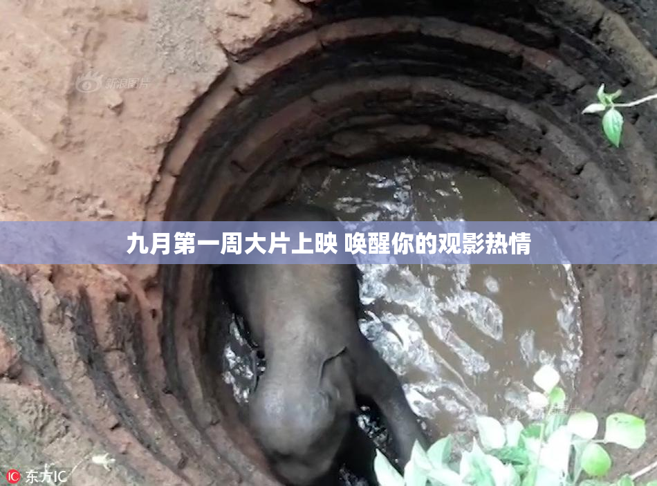 九月第一周大片上映 唤醒你的观影热情