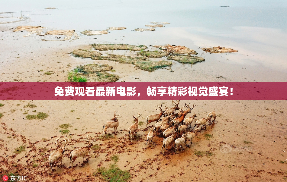 免费观看最新电影，畅享精彩视觉盛宴！
