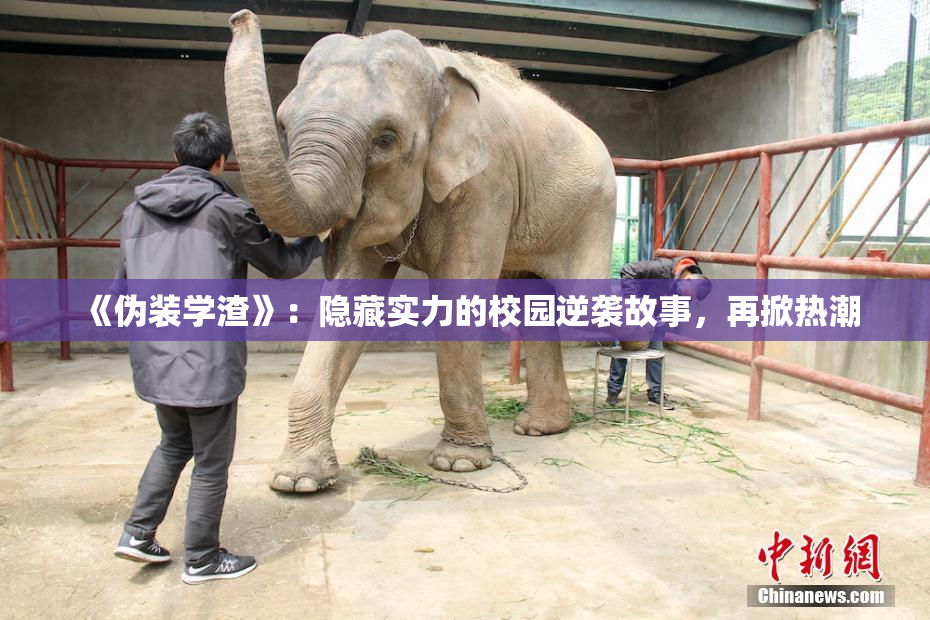 《伪装学渣》：隐藏实力的校园逆袭故事，再掀热潮