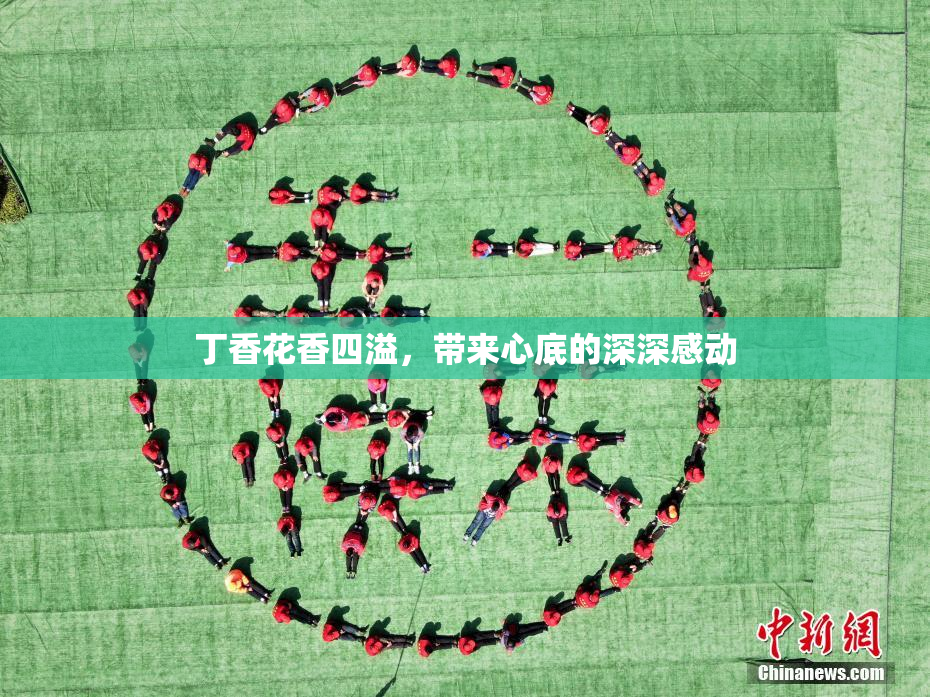 丁香花香四溢，带来心底的深深感动
